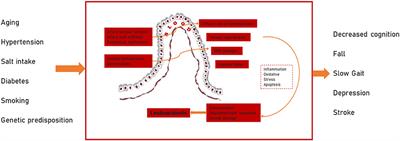 Pathogenesis and research progress in leukoaraiosis